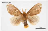 藏品(白斑黃毒蛾)的圖片